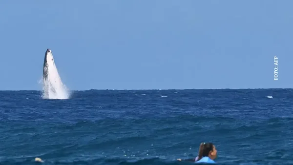 Bello momento: una ballena aparece en la prueba de surf en los Juegos Olímpicos