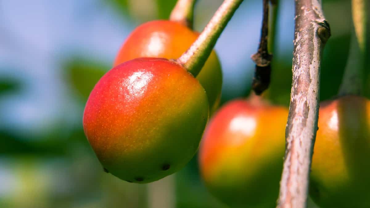 Aprenda cómo tener una despensa de frutas autosostenible en su hogar