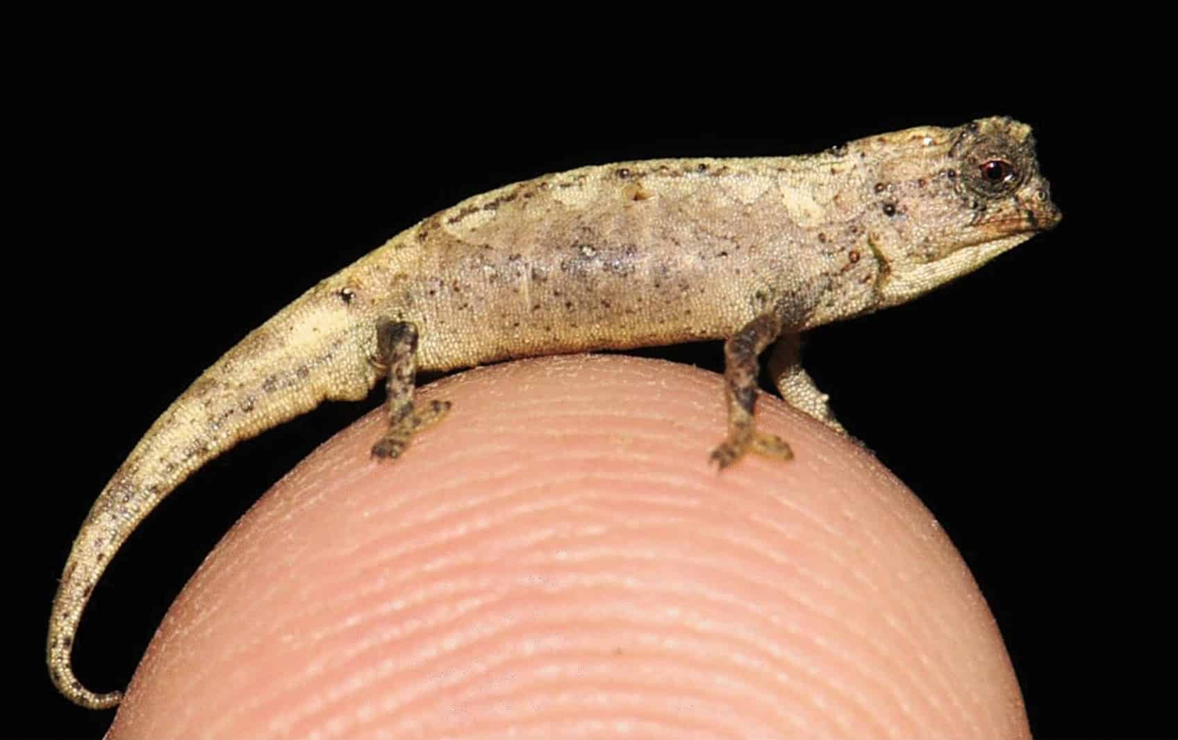 Foto: Frank Glaw. Conozca al reptil más pequeño de mundo.