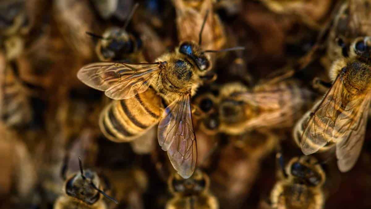 Protesta en Chile deja policías heridos por picaduras de abeja