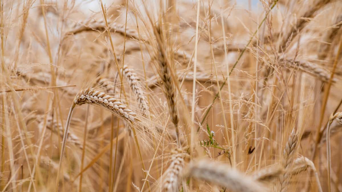 Acuerdo Ucrania y Rusia sobre exportación de cereales