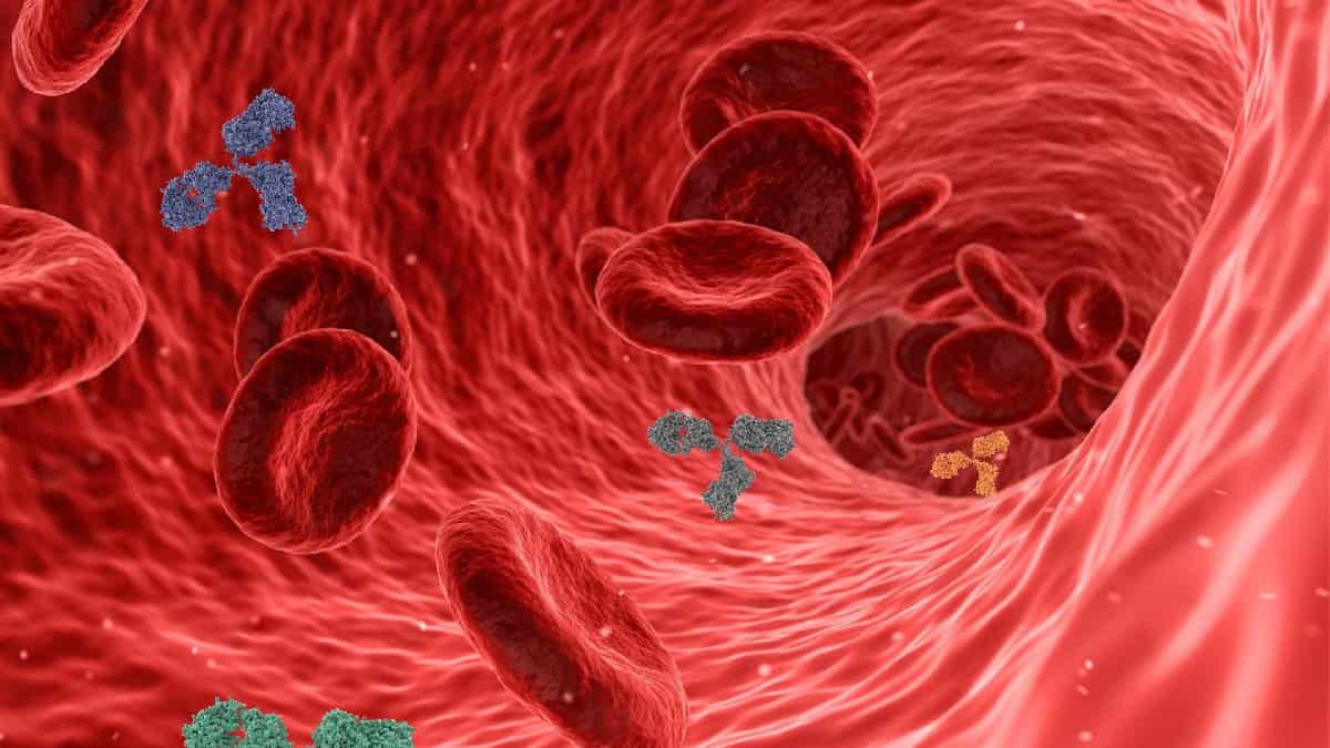 ¿Por qué los anticuerpos no son la única defensa contra ómicron?