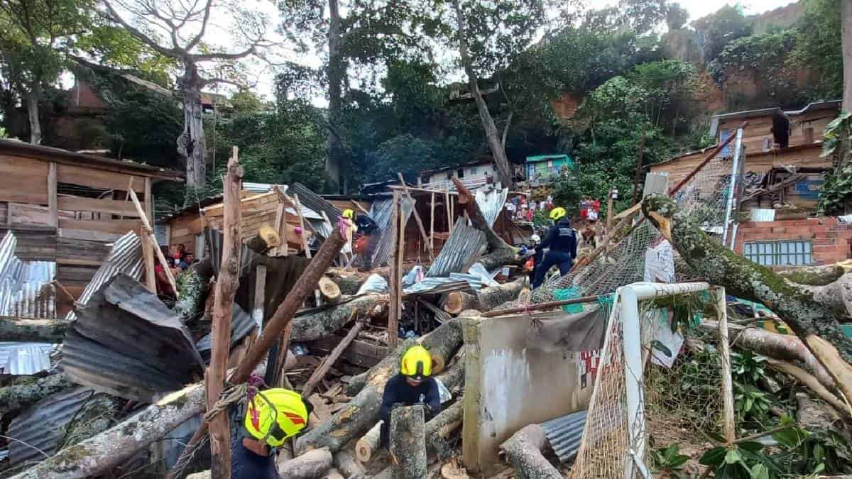 Caída de árbol en Bucaramanga causó muerte de dos personas