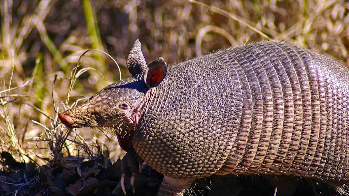 Aparece un armadillo pintado con los colores del ELN