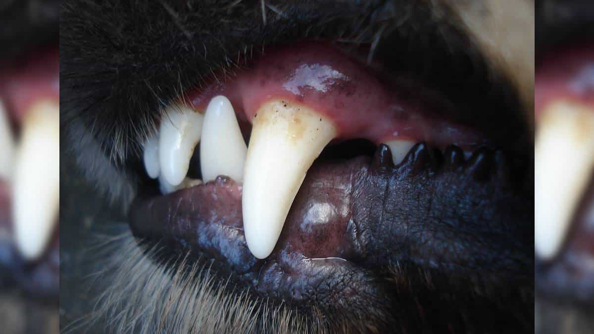 Perro atacó y mató a su cuidadora en albergue de rescate animal.