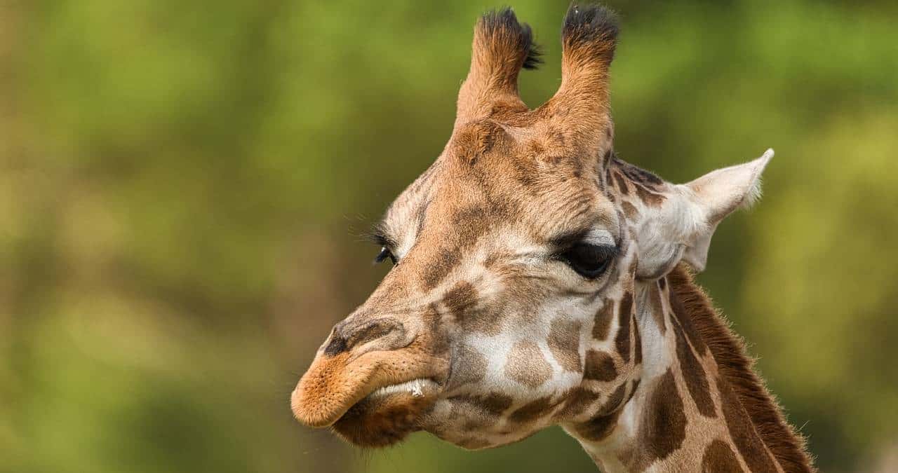 Imagen de referencia