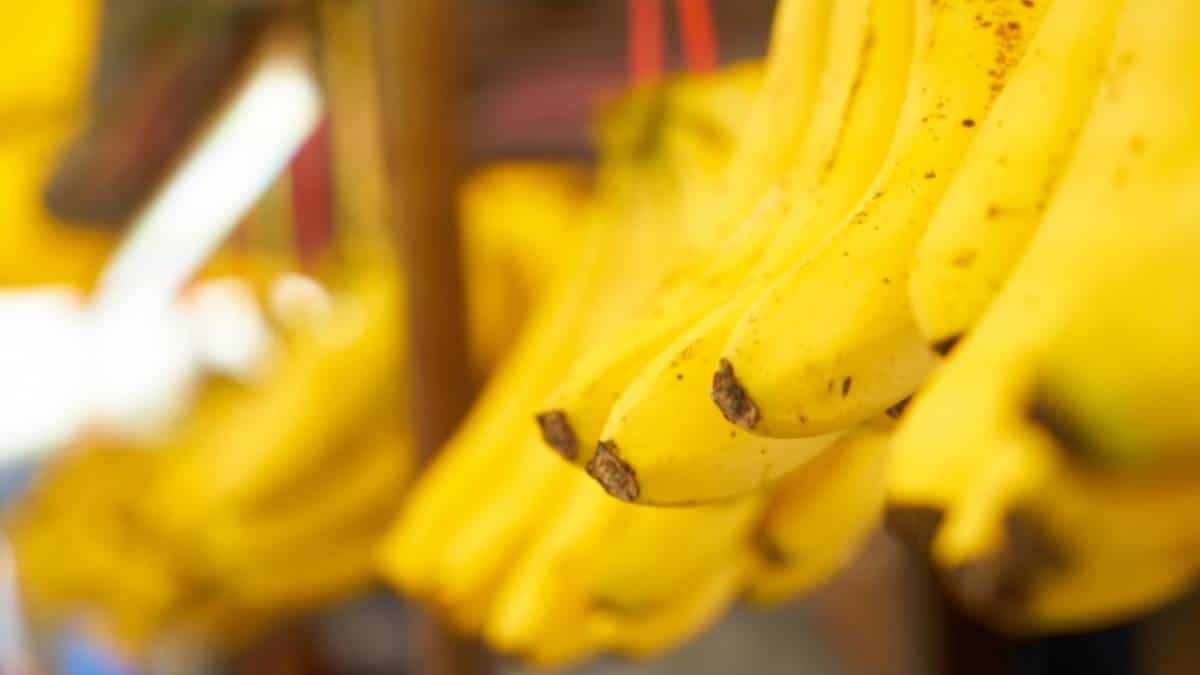 Colombia buscará aumentar sus exportaciones de banano en un 10% este año