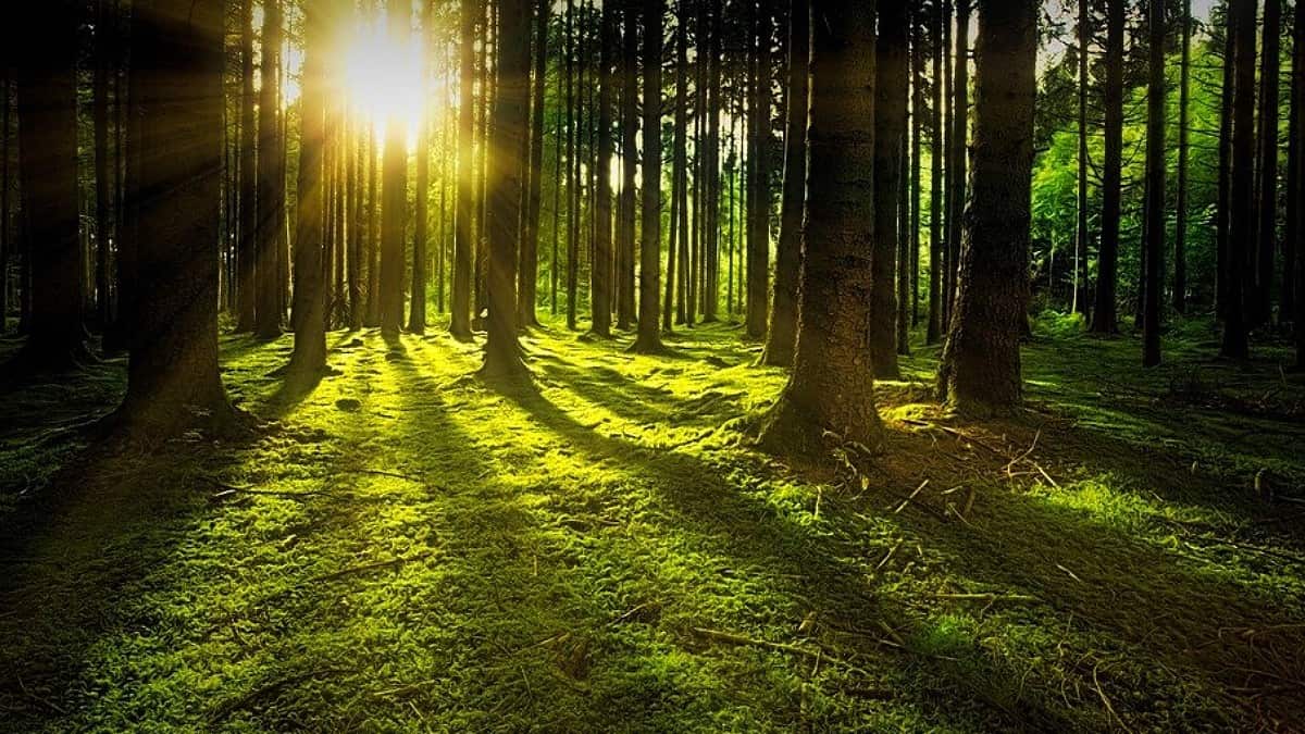 Colombia sembrará bosque para honrar a víctimas del covid