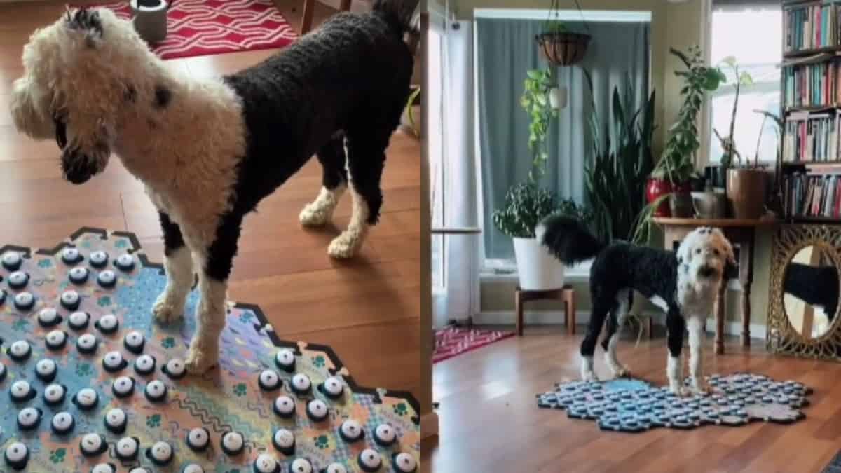 Foto: Captura del video. Bunny, la perra que puede hablar por medio de un tablero