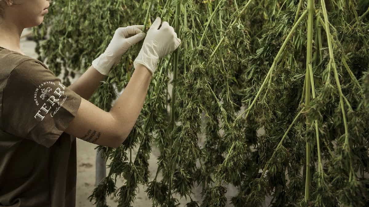 Primicia en la Unión Europea, Malta legaliza el cultivo y consumo de cannabis con fines recreativos