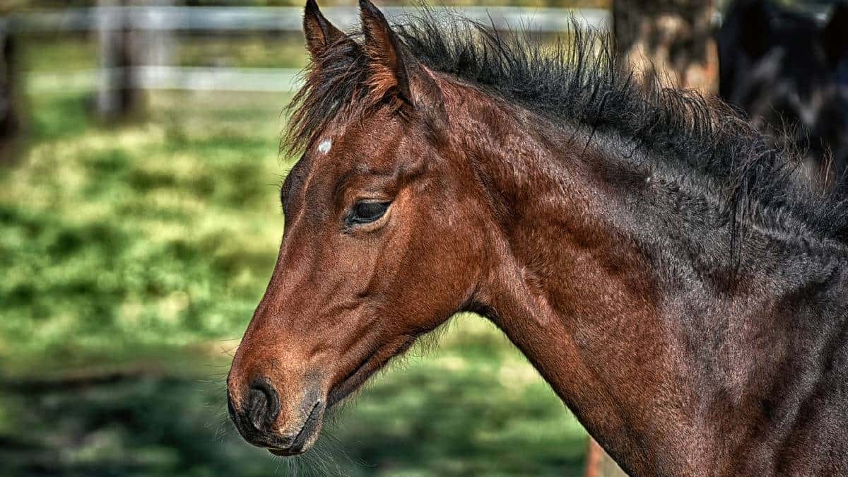 Caballo consuela a su dueña y se hace viral