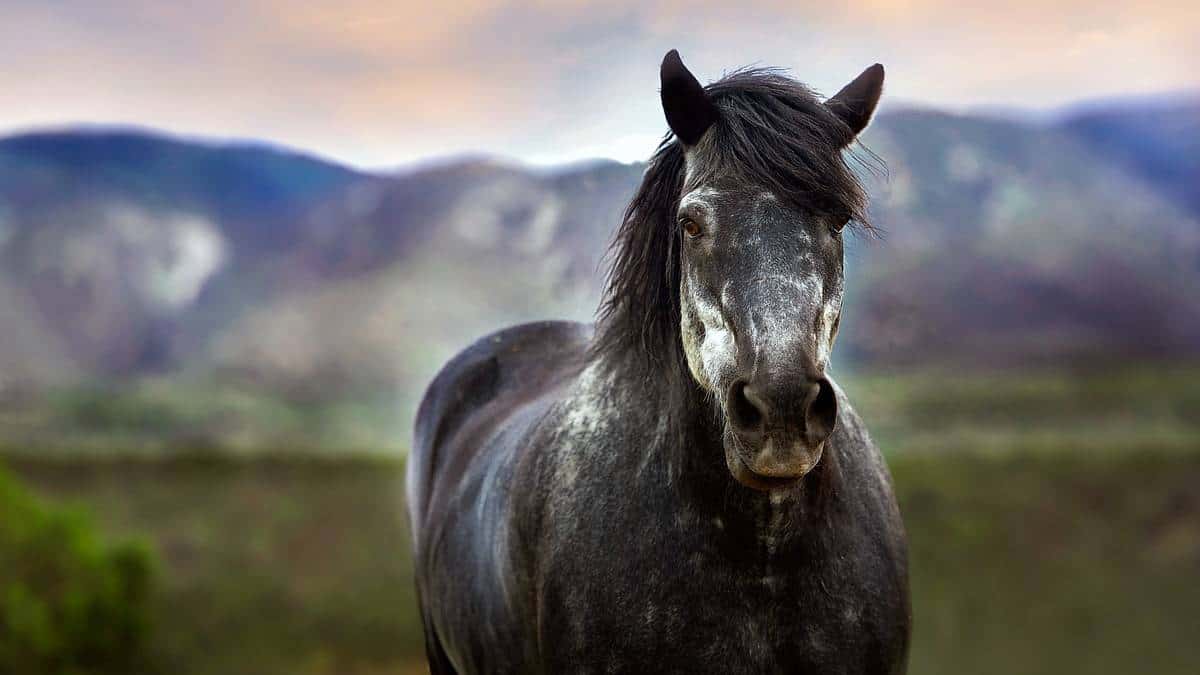 Caballo se llevó a quinceañera de su celebración