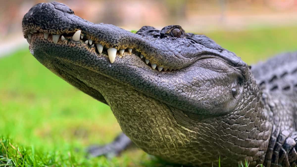 Wally, el caimán certificado en apoyo emocional