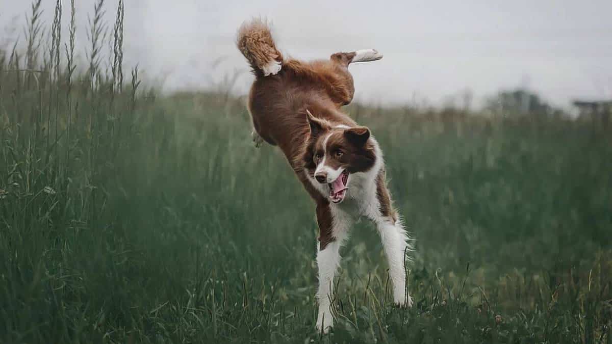 Canes Fest: un evento para los perritos de la casa