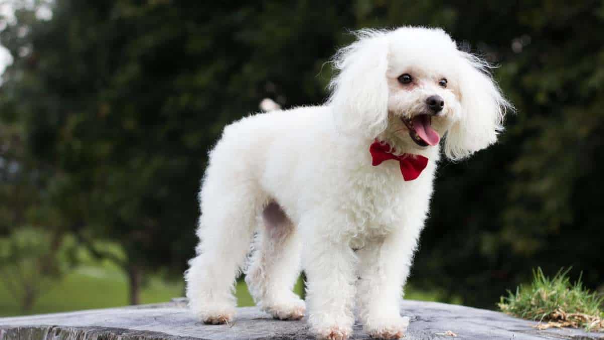 Un caniche cayó de un edificio y causó la muerte de tres personas