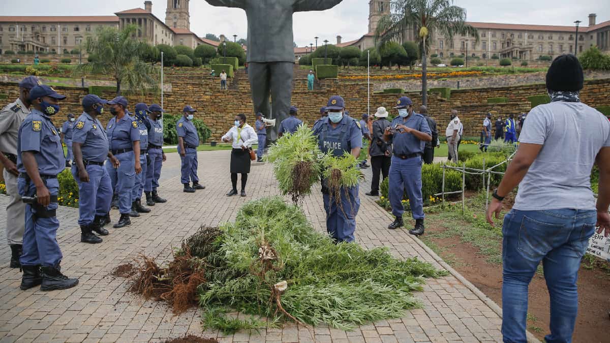 Detienen hombre por sembrar cannabis frente a presidencia sudafricana