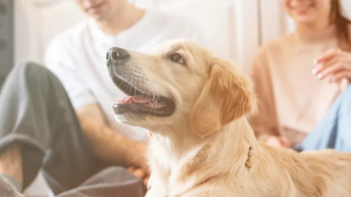 Consejos para elegir la casa perfecta si tiene mascotas
