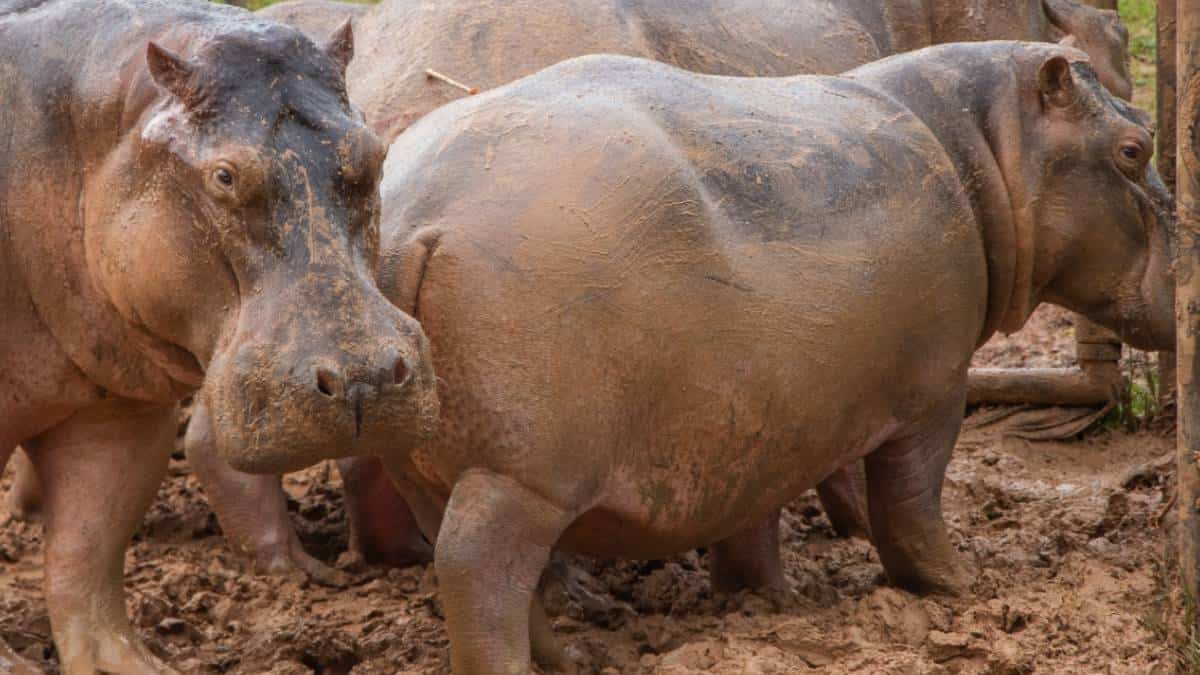 Hipopótamos en Magdalena Medio
