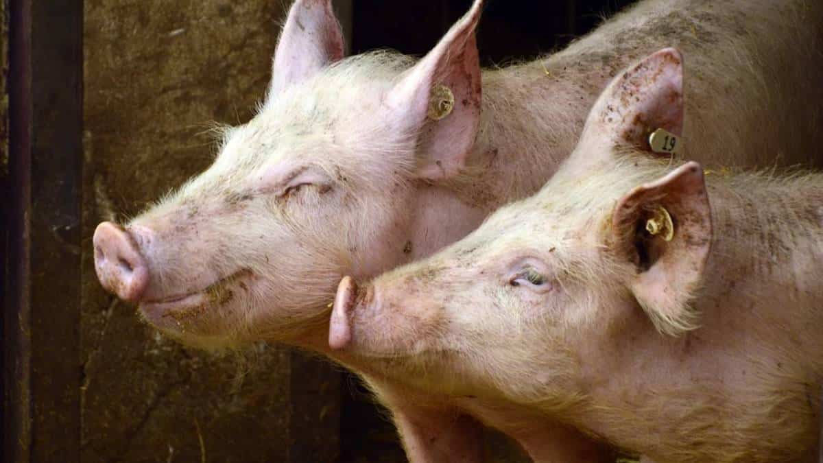 Invima anuncia acciones para mitigar riesgo de que peste porcina llegue a Colombia