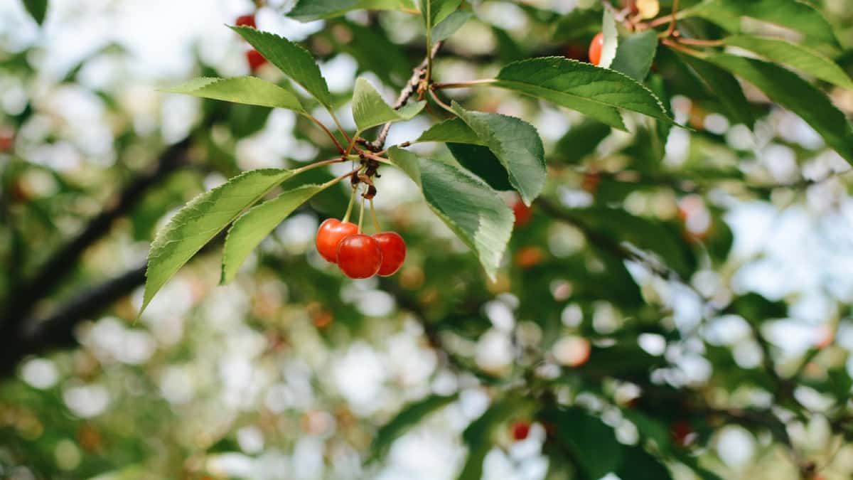 Lo que pagan en Canadá por recoger fruta