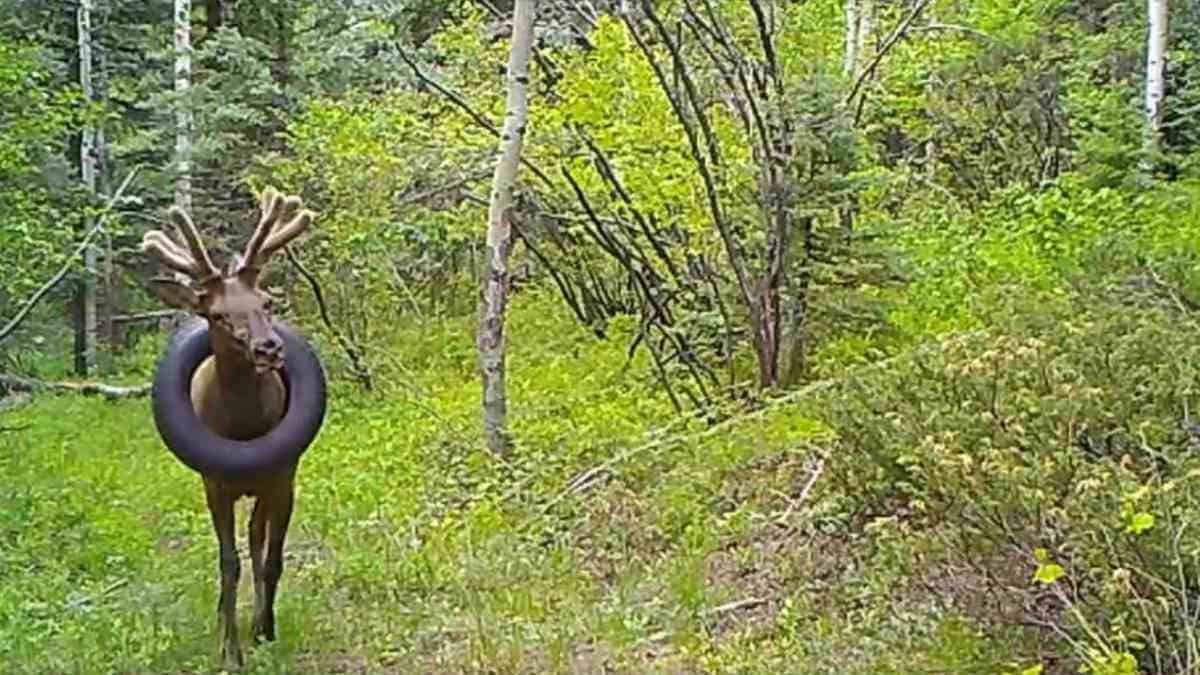 El ciervo esta bien y ya fue liberado.
