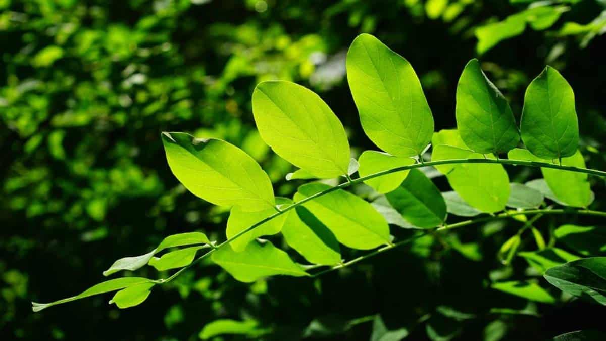 La clorofila y sus propiedades para fortalecer el cuerpo humano