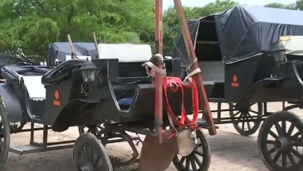 Se complica la transición de los cocheros en Cartagena por quejas del gremio