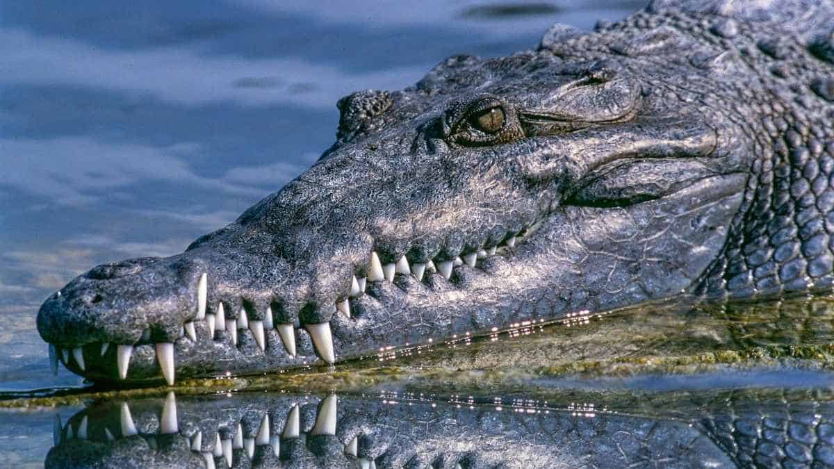 La comunidad llamó al cocodrilo 'Boofhead'