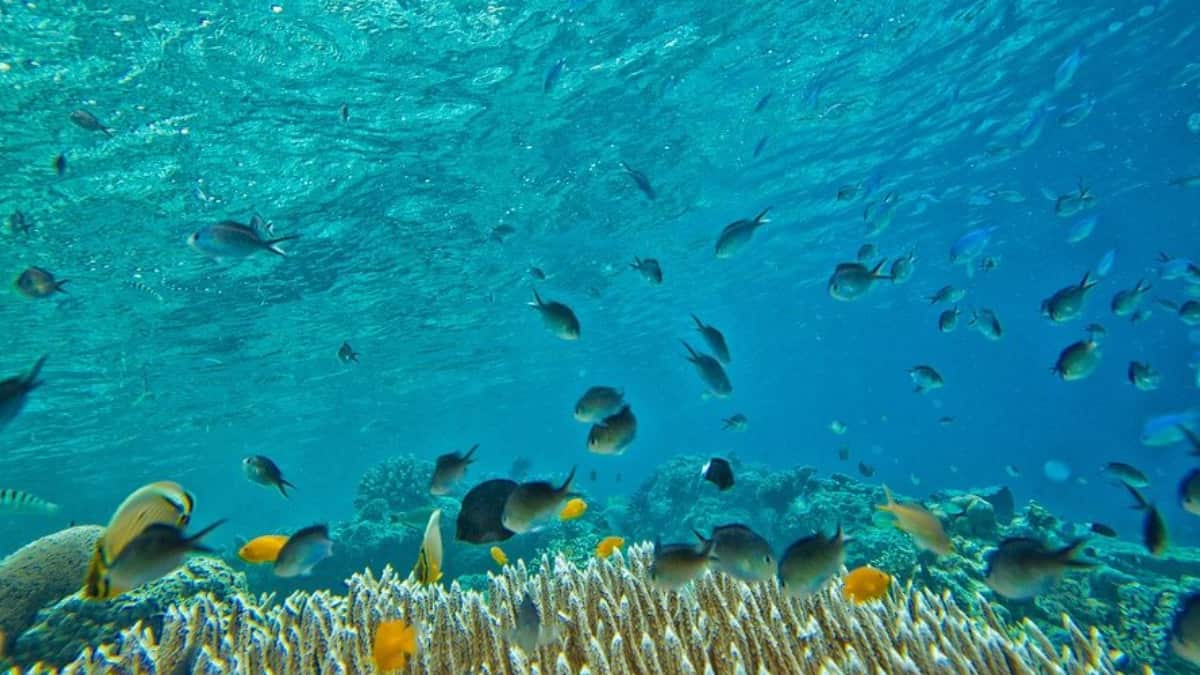 Desaparición acelerada de corales