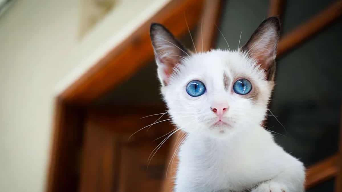 Correo animal para ingresar drogas a cárceles en Panamá