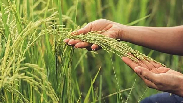 "La situación es preocupante": arroceros insisten en incentivo de almacenamiento