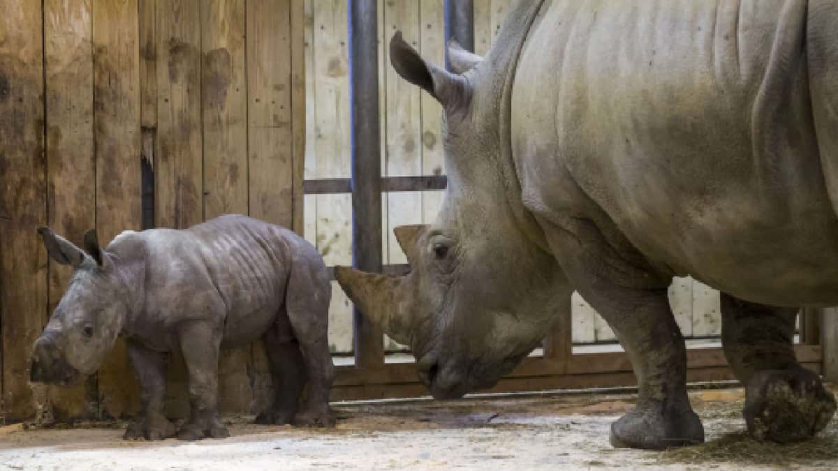 El primer cuerno de rinoceronte NFT vendido por unos 6.800 dólares en Sudáfrica
