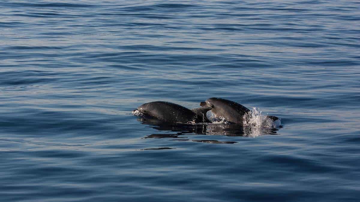 Delfines