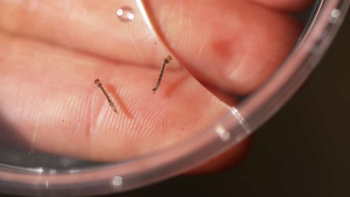 Investigación ofrece una esperanza para el tratamiento del dengue