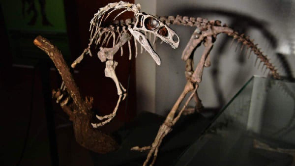 Descubren una nueva especie de dinosaurio y lo catalogan como raro