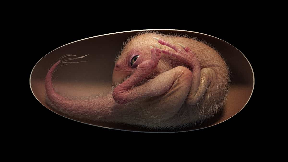 Hallan embrión de dinosaurio preservado que se preparaba para nacer