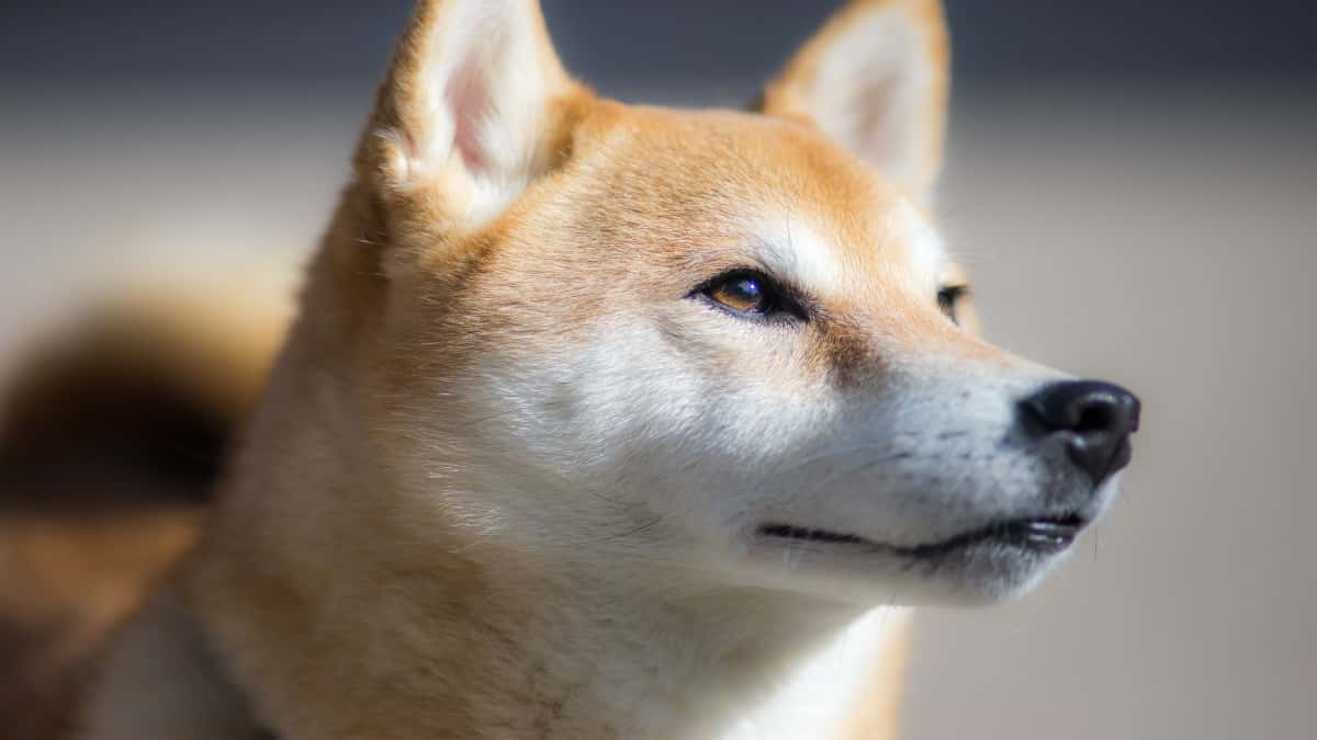 El meme de Doge se convirtió en el más caro tras venderse como NFT