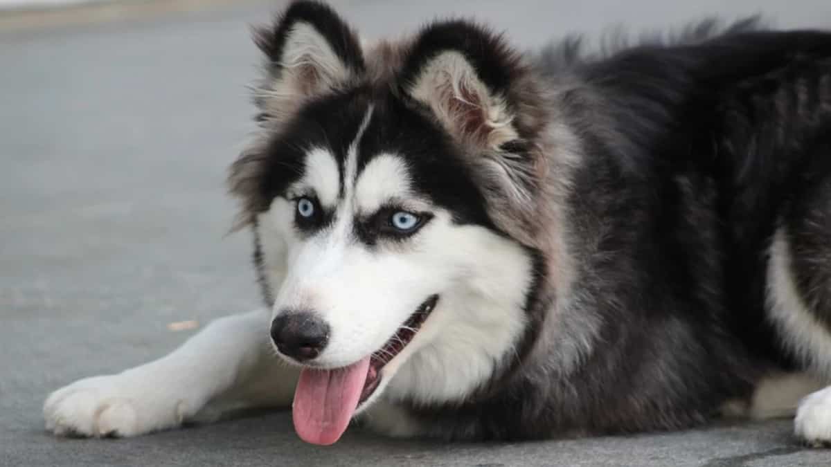 Encuentran a perro ahorcado y colgando de un árbol en Neiva