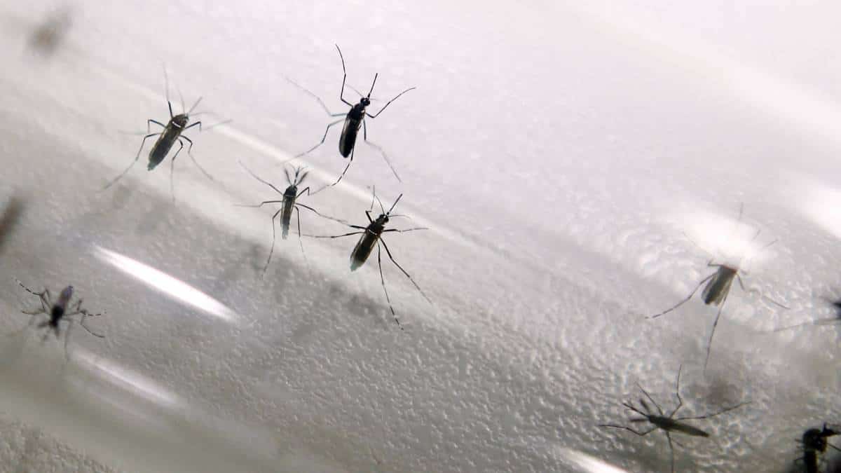 OMS aprueba vacuna contra la malaria luego de investigar 100 años.