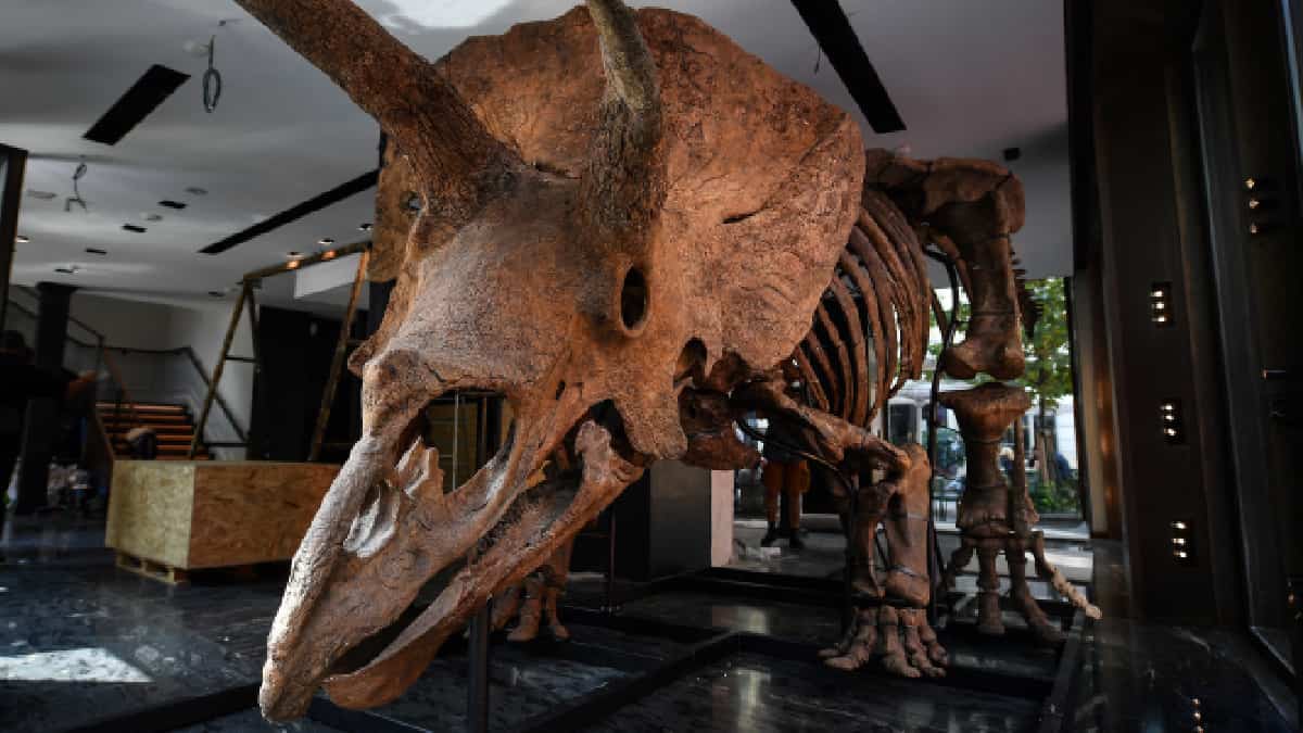 Subastan por 7,7 millones de dólares el mayor esqueleto de tricerátops conocido