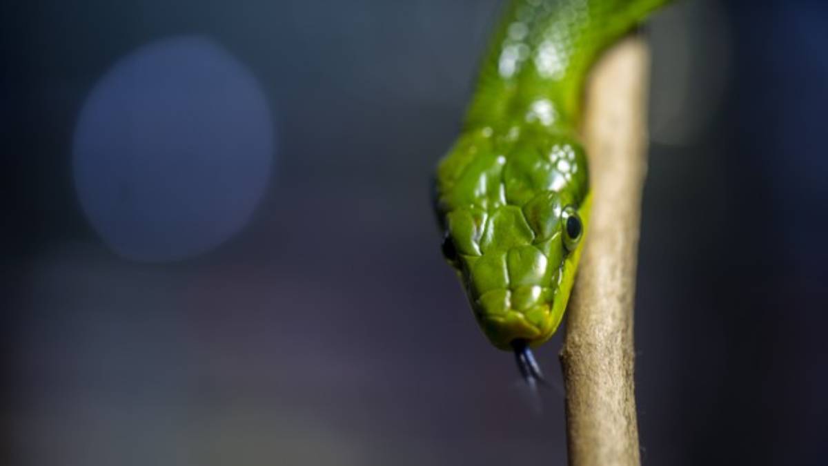 ¿Por qué los colonos habrían provocado la extinción masiva de reptiles?