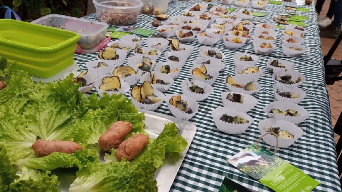 Primer festival de la papa nativa en el Jardín Botánico
