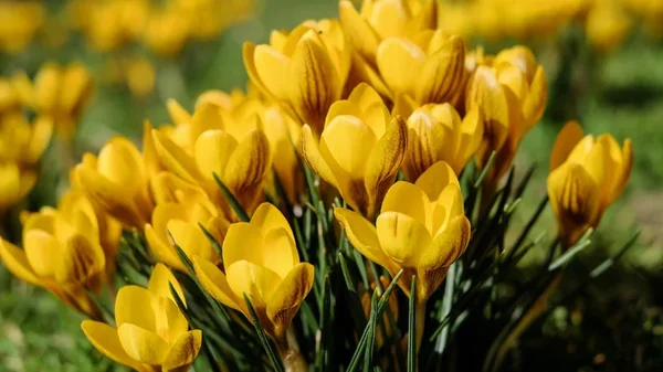 ¿Por qué se regalan flores los 21 de septiembre? Vea la curiosa tradición ¿Por qué se regalan flores los 21 de septiembre? Vea la curiosa tradición