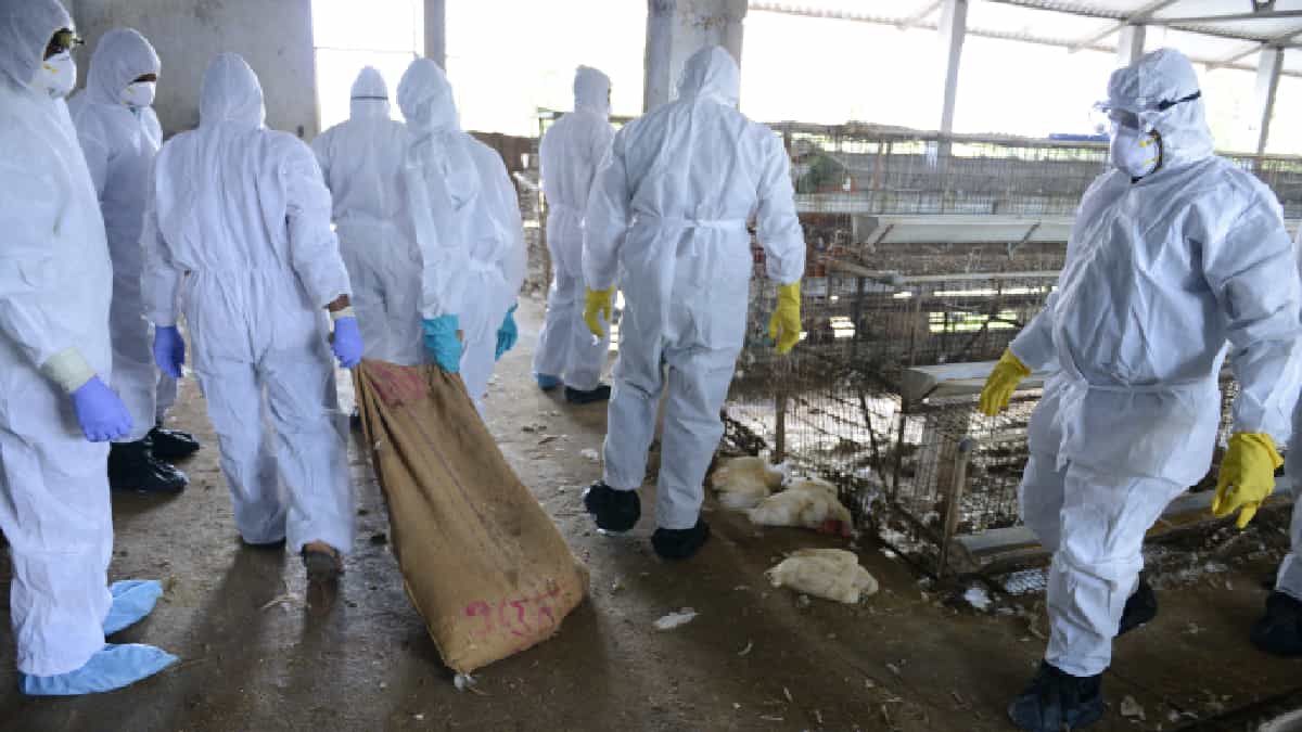 A la banca rota más de 150 criaderos de Francia por la gripe aviar