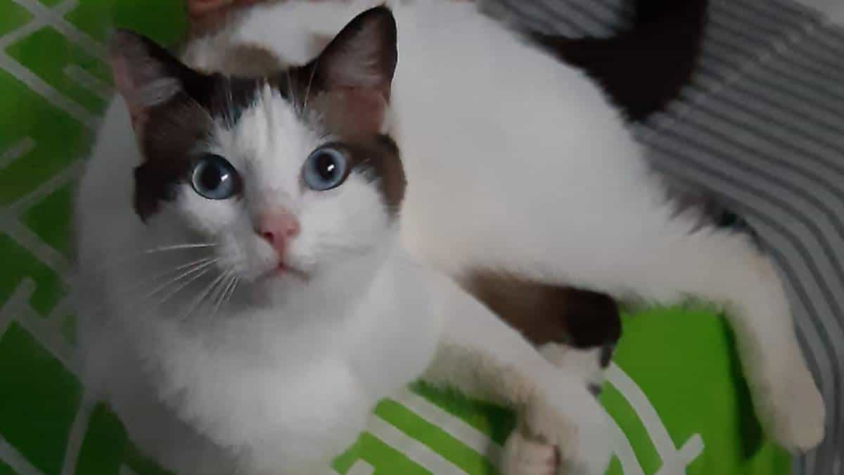 Gata sufrió daños en órganos tras ser operada por concejal en Guaviare