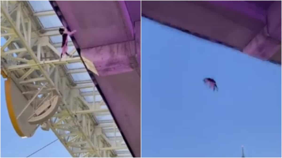 Gato cae al vació en un estadio en Florida y los hinchas lo salvan.