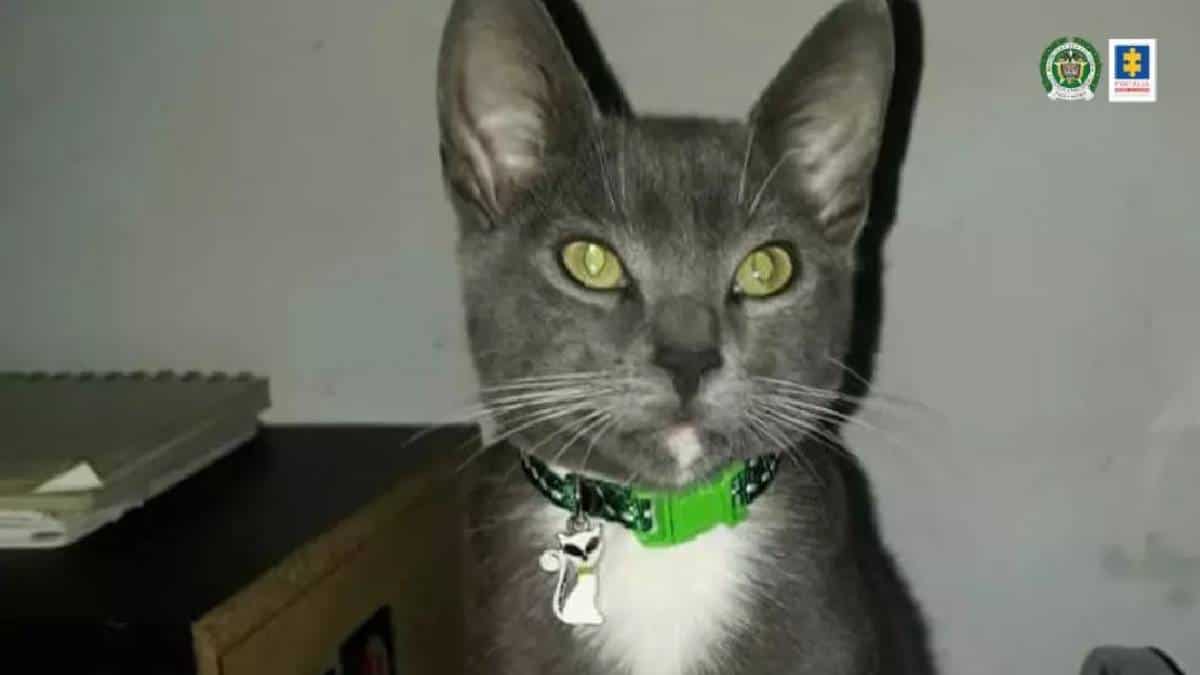 Este era Camus, el gato asesinado a golpes en Medellín.