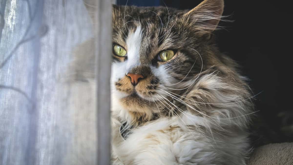 Gatos hambrientos se devoraron a su dueña en Rusia