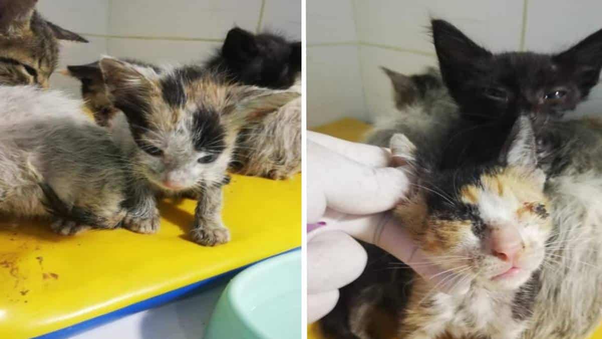 Los 186 gatos rescatados están en poder de varias organizaciones animalistas y voluntarios.