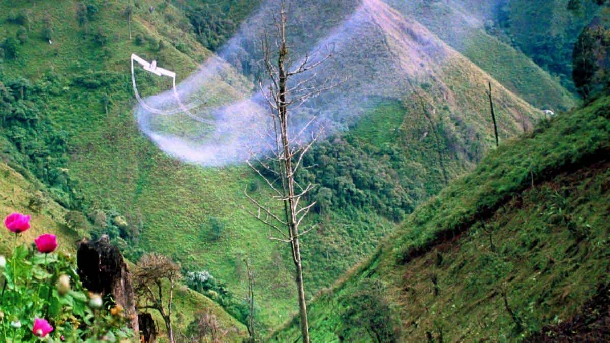 Ordenan suspender la erradicación de cultivos ilícitos con glifosato